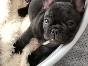 Femela bulldog francez — miniatura 6