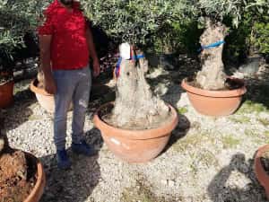Maslin Batran Secular — miniatura 2