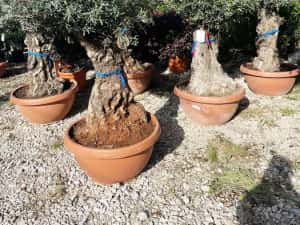 Maslin Batran Secular — miniatura 7