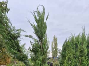 Tuia  leylandii la  comanda — miniatura 2