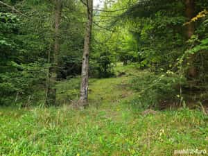 Teren intravilan in Dambu Morii - Timisul de Jos — miniatura 6