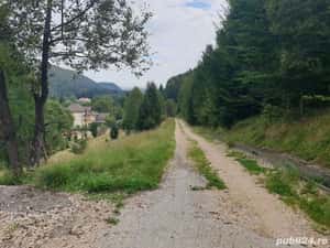 Teren intravilan in Dambu Morii - Timisul de Jos — miniatura 8