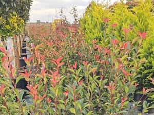 Photinia red robin - Cupressocyparis leylandii — miniatura 1