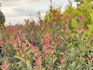 Photinia red robin - Cupressocyparis leylandii — miniatura 2