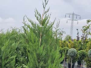 Photinia red robin - Cupressocyparis leylandii — miniatura 6