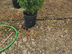 Photinia red robin - Cupressocyparis leylandii — miniatura 7