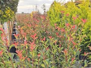 Photinia red robin - Cupressocyparis leylandii — miniatura 8