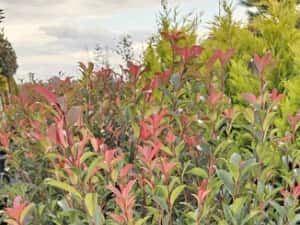 Photinia red robin - Cupressocyparis leylandii — miniatura 9