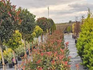 Photinia red robin - Cupressocyparis leylandii — miniatura 10
