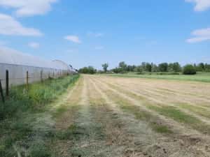 Vand teren intravilan Osorhei sat Fughiu, 20 euro mp, 4332 mp, 8 km de Oradea — miniatura 4