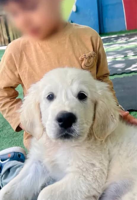 Golden retriever de exceptie ! — fotografie 1 din 3