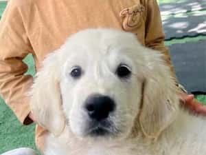 Golden retriever de exceptie ! — miniatura 3