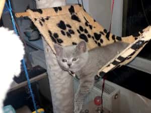 Puiuti pisica rasa british&amp; scotish în vârstă de2 luni — miniatura 1