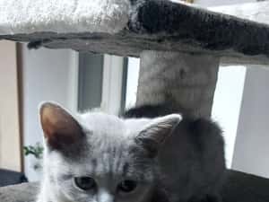 Puiuti pisica rasa british&amp; scotish în vârstă de2 luni — miniatura 2