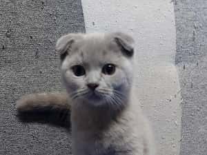 Puiuti pisica rasa british&amp; scotish în vârstă de2 luni — miniatura 3