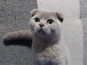 Puiuti pisica rasa british&amp; scotish în vârstă de2 luni — miniatura 4