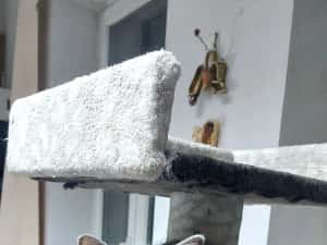 Puiuti pisica rasa british&amp; scotish în vârstă de2 luni — miniatura 5