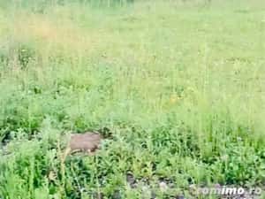 Teren Negresti — miniatura 2