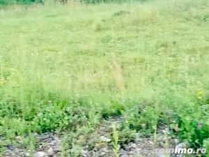 Teren Negresti — miniatura 3