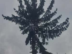 Taiere copaci toaletare evacure rezultat lemnos în toate sectoarele — miniatura 3