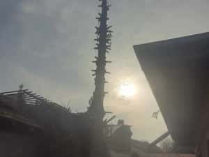 Taiere copaci toaletare evacure rezultat lemnos în toate sectoarele — miniatura 4