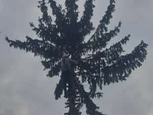 Taiere copaci toaletare evacure rezultat lemnos în toate sectoarele — miniatura 5