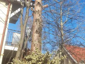 Taiere copaci toaletare evacure rezultat lemnos în toate sectoarele — miniatura 6