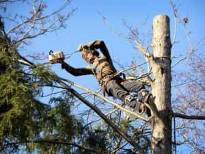Taiere copaci toaletare evacure rezultat lemnos în toate sectoarele — miniatura 7