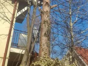 Taiere copaci toaletare evacure rezultat lemnos în toate sectoarele — miniatura 8