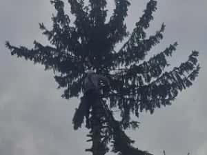 Taiere copaci toaletare evacure rezultat lemnos în toate sectoarele — miniatura 9