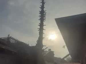 Taiere copaci toaletare evacure rezultat lemnos în toate sectoarele — miniatura 10