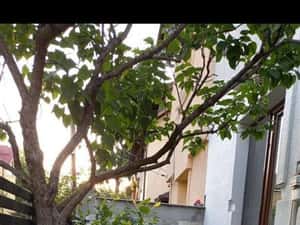 Apartament Parter in Vila -Vatra Luminoasa — miniatura 5