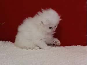 British chinchilla de la crescător -felisa — miniatura 3