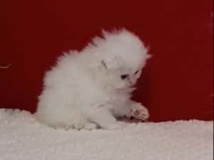 British chinchilla de la crescător -felisa — miniatura 8
