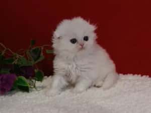 British chinchilla de la crescător -felisa — miniatura 10