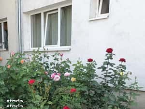 Spatiu comercial-apartament parter bloc — miniatura 3