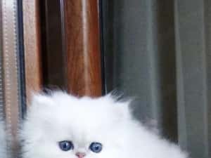 pisoi persan silver