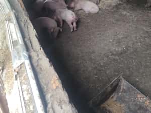Purcei 7 săptămâni 15 bucati — miniatura 1