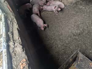 Purcei 7 săptămâni 15 bucati — miniatura 2