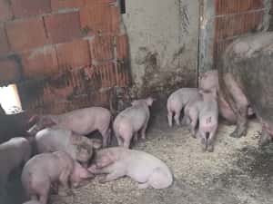 Purcei 7 săptămâni 15 bucati — miniatura 5