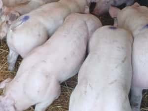 Vand purcei porci 9 lei kg la cântar