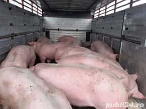 Vand purcei porci 9 lei kg la cântar — miniatura 3
