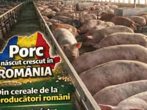 Vand purcei porci 9 lei kg la cântar — miniatura 4