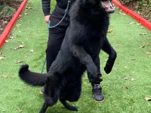 Dresaj Canin Iasi — miniatura 1