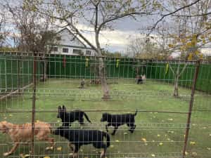 Dresaj Canin Iasi — miniatura 5