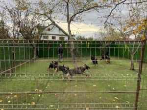 Dresaj Canin Iasi — miniatura 6