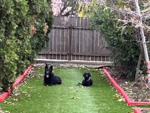 Dresaj Canin Iasi — miniatura 8