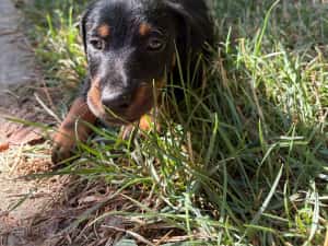 căței Jagdterrier