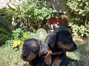 căței Jagdterrier — miniatura 2