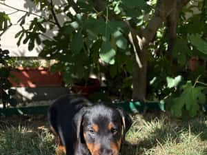 căței Jagdterrier — miniatura 3